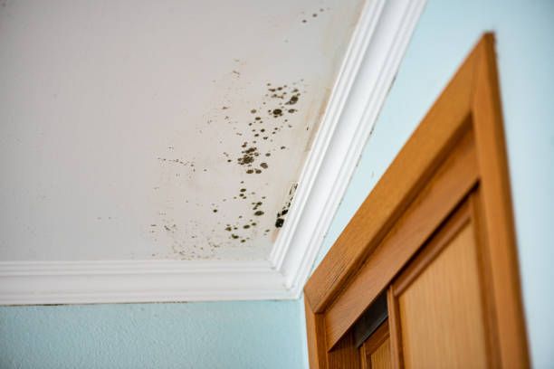 Best Crawl Space Mold Remediation in Bexley, OH