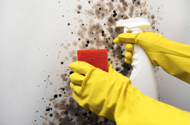 Best Localized Mold Remediation (e.g., coastal areas, humid climates) in Bexley, OH