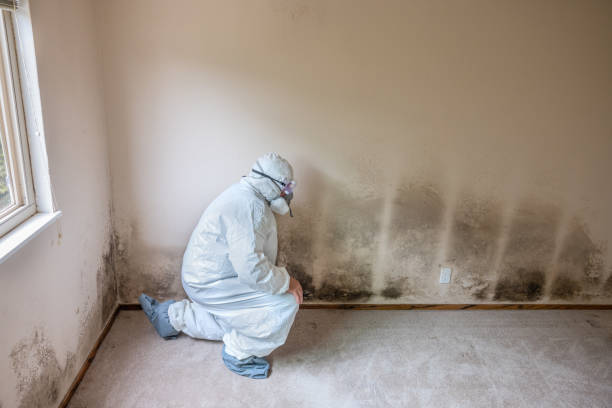 Best Industrial Mold Remediation in Bexley, OH